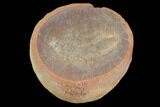 Fossil Polychaete Worm (Astreptoscolex) - Great Detail! #120934-1